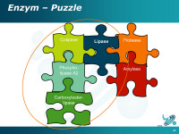 Abbildung 25: Enzym