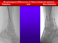 Abbildung 5: Morphologie