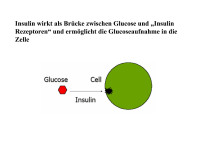Abbildung 9: Glukosaufnahme