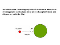 Abbildung 10: Glukoseaufnahme