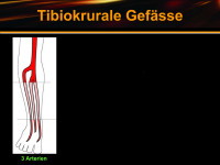 Abbildung 18: Tibiokrurale Gefäße