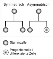 Abbildung 1: Stammzellen