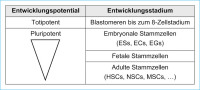 Abbildung 2: Stammzellen
