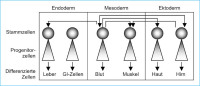 Abbildung 3: Stammzellen - Transdifferenzierung