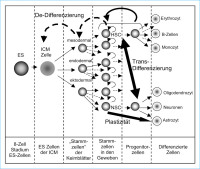 Abbildung 4: Stammzellbaum