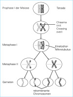 Abbildung 2: Chromosome - Meiose