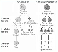 Abbildung 4: Meiose - Oogenese - Spermatogenese