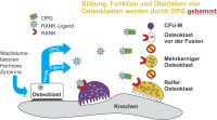Abbildung 1: Osteoprotegerin